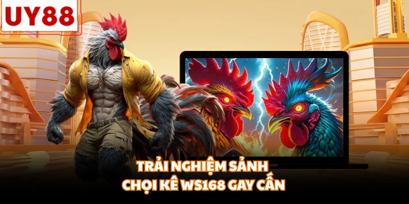 Trải nghiệm sảnh chọi kê WS168 gay cấn